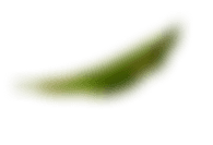 blosom