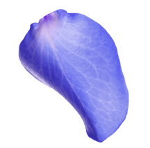 blosom