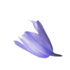 blosom
