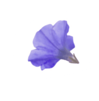 blosom