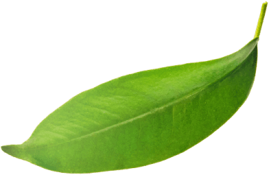 blosom