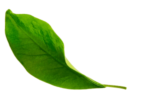blosom